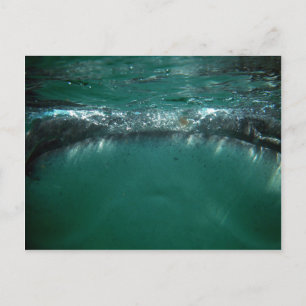 Whale Shark, Isla Holbox, Mexiko Vykort