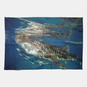 Whale shark Oslob Filippinerna Kökshandduk