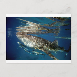 Whale shark Oslob Filippinerna Vykort