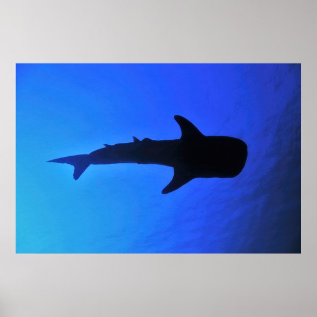 Whale Shark Silhouette Poster (Framsidan)