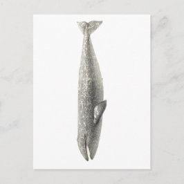 "WHALE"-SJÖLIV POSTCARD VYKORT