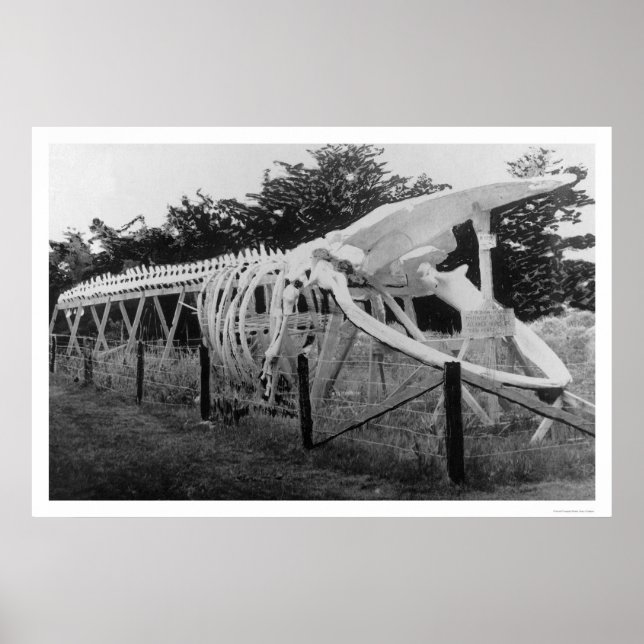 Whale Skeleton Alaska 1922 Poster (Framsidan)