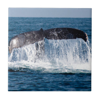 Whale Svan Kakelplatta