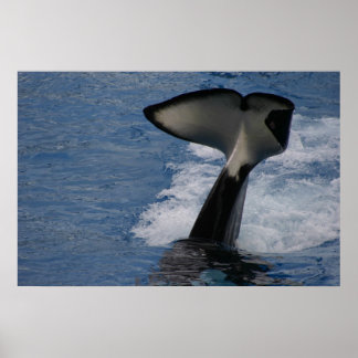 Whale Svan Poster