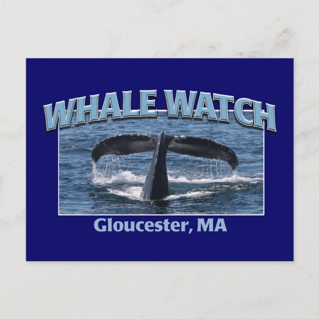 Whale Watch Vykort (Framsida)