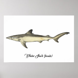 Whaler Shark (hondjur) Poster