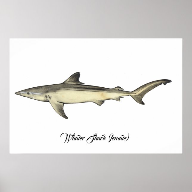 Whaler Shark (hondjur) Poster (Framsidan)
