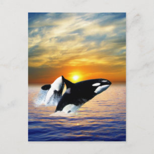 Whales at sunset vykort
