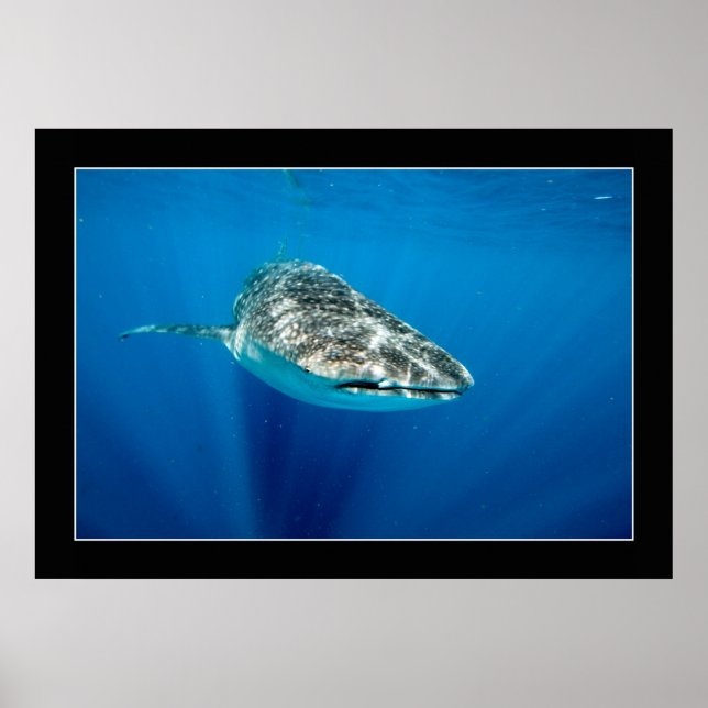Whaleshark #1 poster (Framsidan)