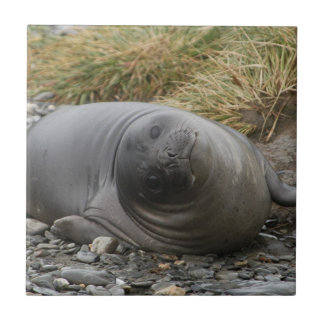 Whassup? Försegla belägger med tegel Kakelplatta