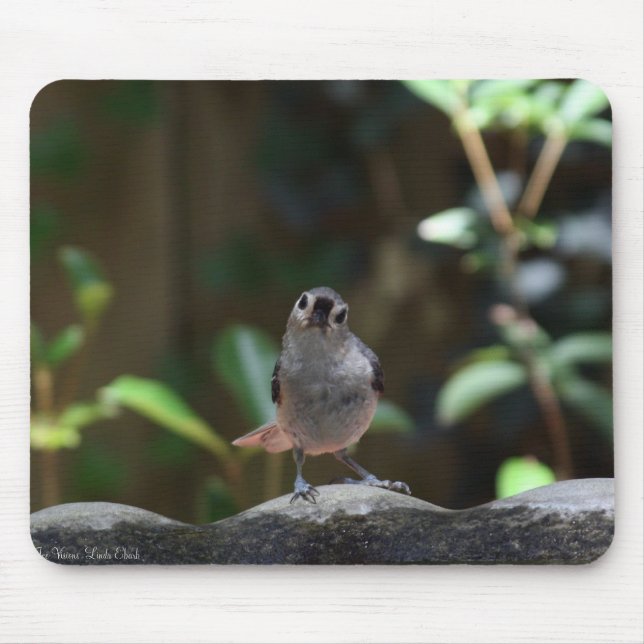 Whatcha Doin Musmatta (Framsidan)