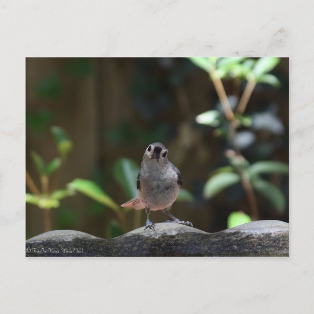 Whatcha Doin Vykort (Framsida)