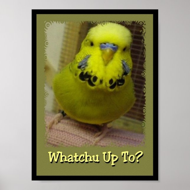 Whatchu upp till 3 poster (Framsidan)