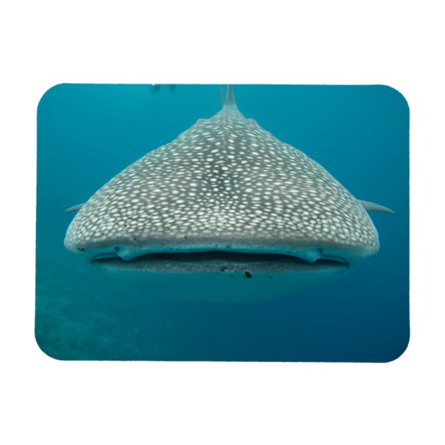 Whate Shark Front VIew Magnet (Horisontell)