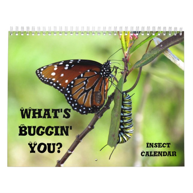 What's Buggin'er - Insekt Calendar - Edition 1 Kalender (Omslag)