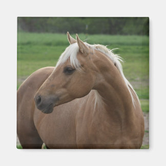 Whats Sizzlin Jac Magnet