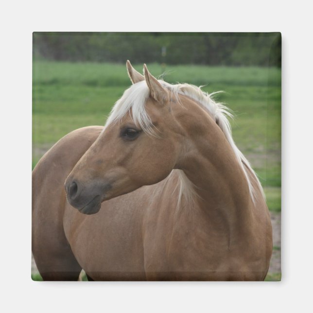 Whats Sizzlin Jac Magnet (Framsidan)