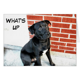 What's Up Black Labrador Hälsningskort
