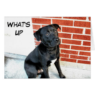 What's Up Black Labrador Hälsningskort