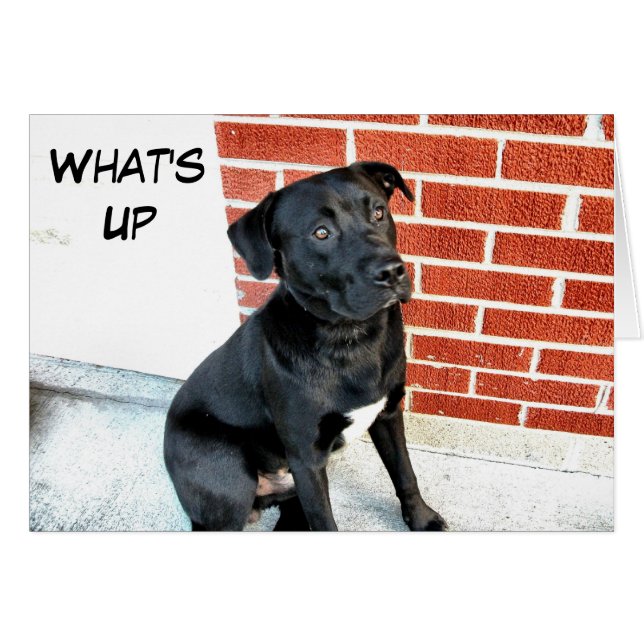 What's Up Black Labrador Hälsningskort (Framsidan Horizontal)