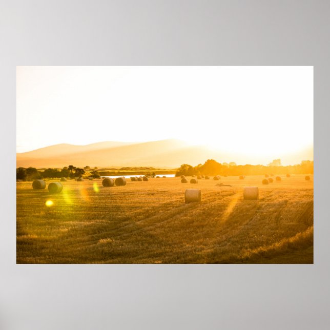 Wheat Fält | Dornoch, North Scotland, Förenade kun Poster (Framsidan)