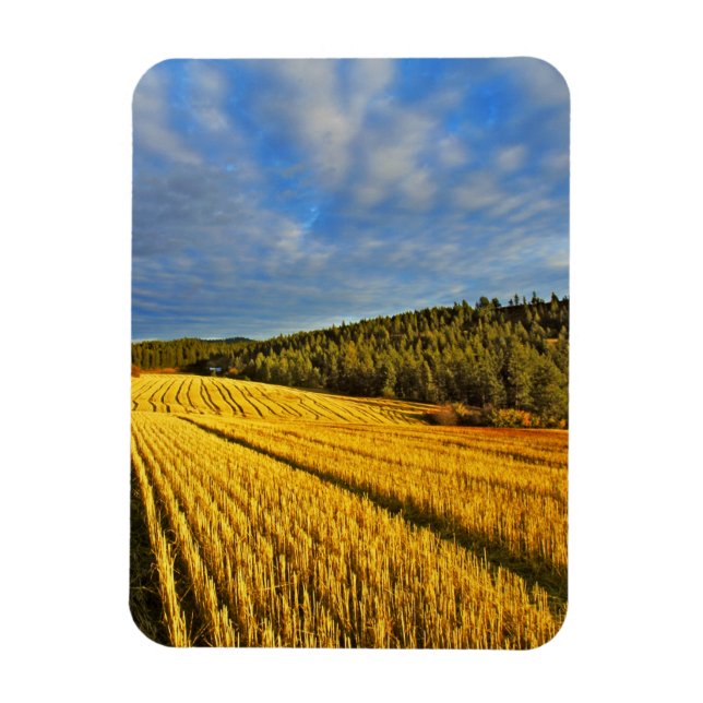 Wheat Fält efter skörd Magnet (Vertikal)