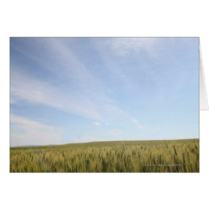 Wheat Fält Hälsningskort