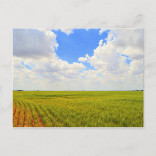 Wheat Fält i Scott County, Kansas Vykort