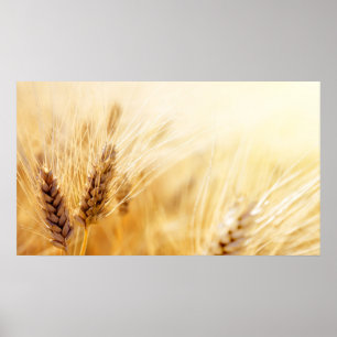 Wheat fält poster