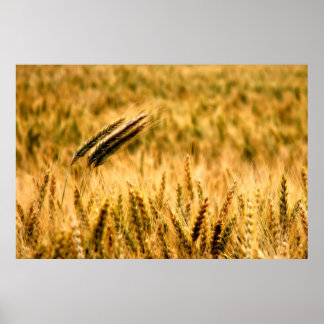 Wheat fält poster