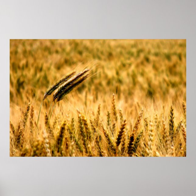 Wheat fält poster (Framsidan)