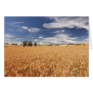 Wheat fält, Victoria, Australien Hälsningskort