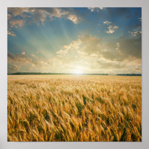 Wheat fält vid solnedgång poster