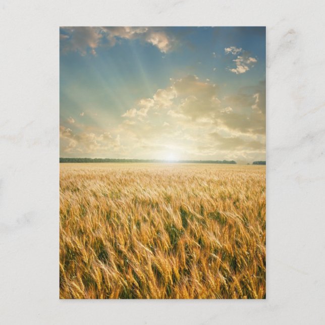 Wheat fält vid solnedgång vykort (Framsida)