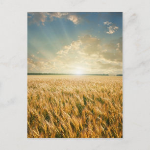 Wheat fält vid solnedgång vykort