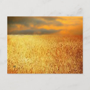 Wheat Fält vid Sunset Vykort