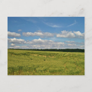 Wheat Fält Vykort