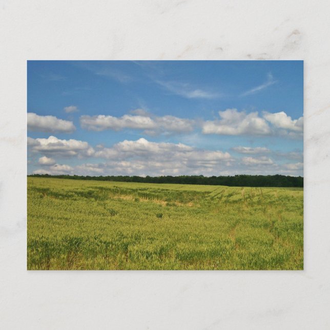 Wheat Fält Vykort (Framsida)