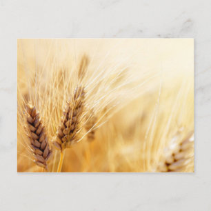 Wheat fält vykort