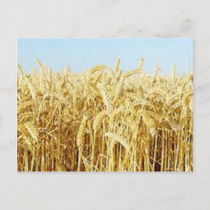Wheat Fält Vykort