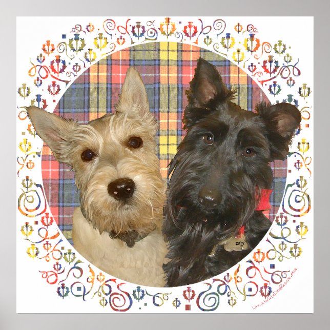 Wheaten & Black Scotties på Tartan Poster (Framsidan)