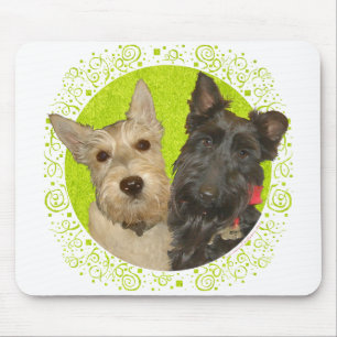 Wheaten & Black Scottish Terriers Musmatta