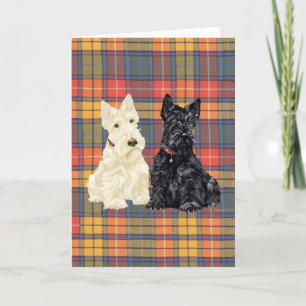 Wheaten och svarta skotska terrier kort