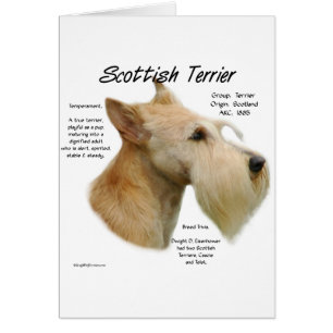 Wheaten Scottie History Hälsningskort