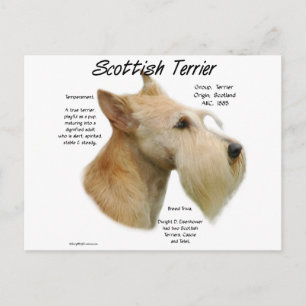 Wheaten Scottie History Vykort