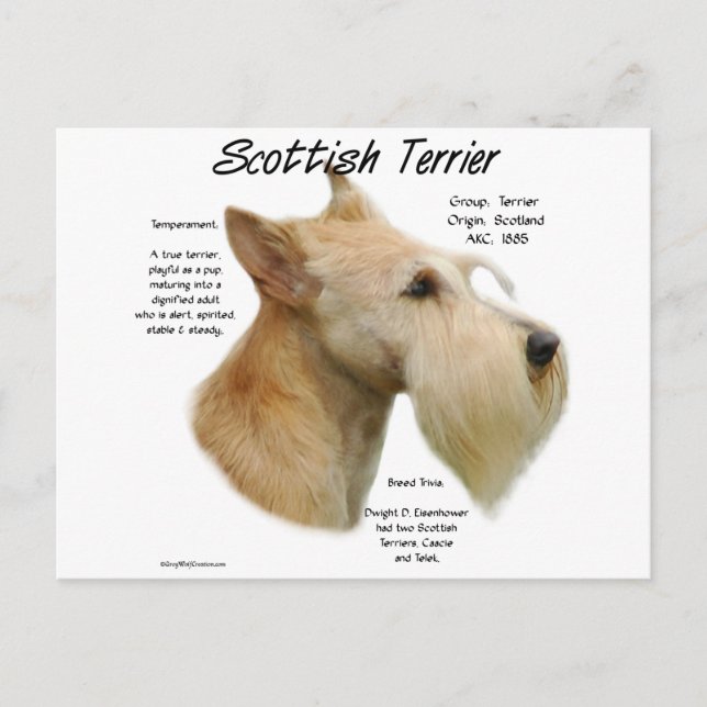 Wheaten Scottie History Vykort (Framsida)