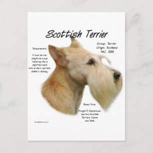 Wheaten Scottie History Vykort