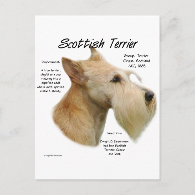 Wheaten Scottie History Vykort (Framsida)