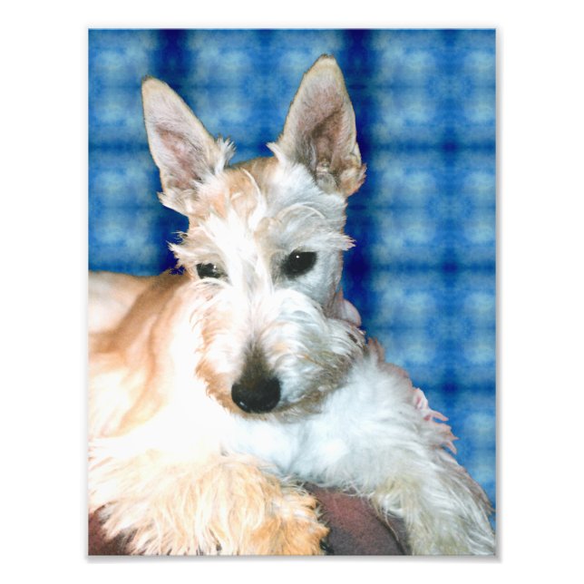 Wheaten Scottie Photo Print Fototryck (Framsidan)