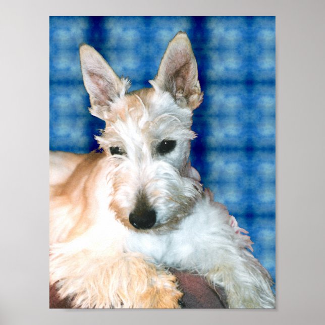 Wheaten Scottie Poster (Framsidan)